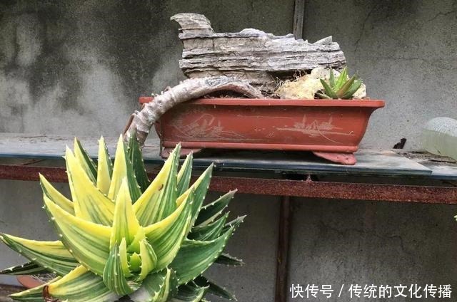 此花能当“传家宝”,一样就是几十年,老桩粗、叶子密!