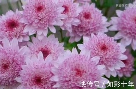 七言绝句$一首名气不大,诗人却如雷贯耳的七言绝句《残菊》