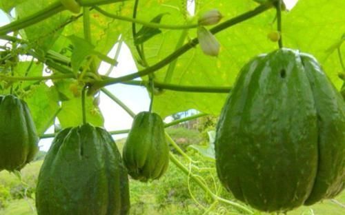 女性想要身体好,可以多吃3种食物,排毒养颜,提高免疫力!