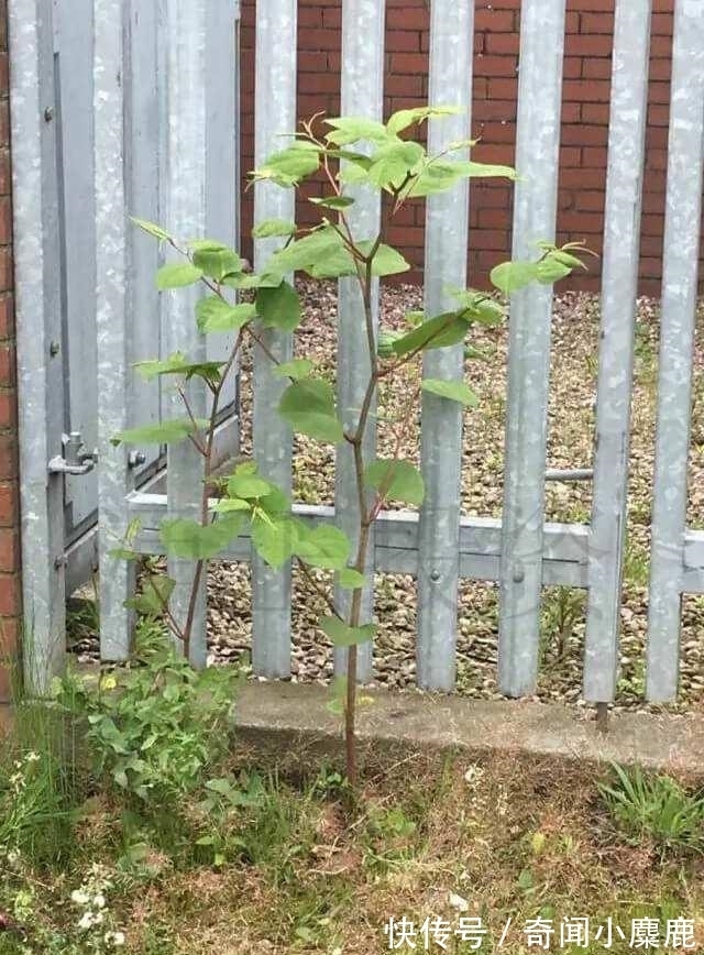 虎杖|屋前屋后见到这草,二话不说赶紧拔,小心爬的满家都是!