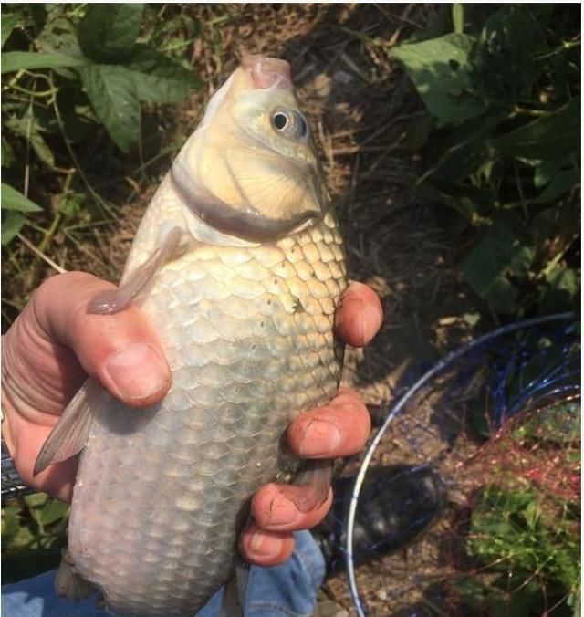 这3个春钓技巧专攻水底大板鲫，5分钟就能学会，钓一次就上瘾