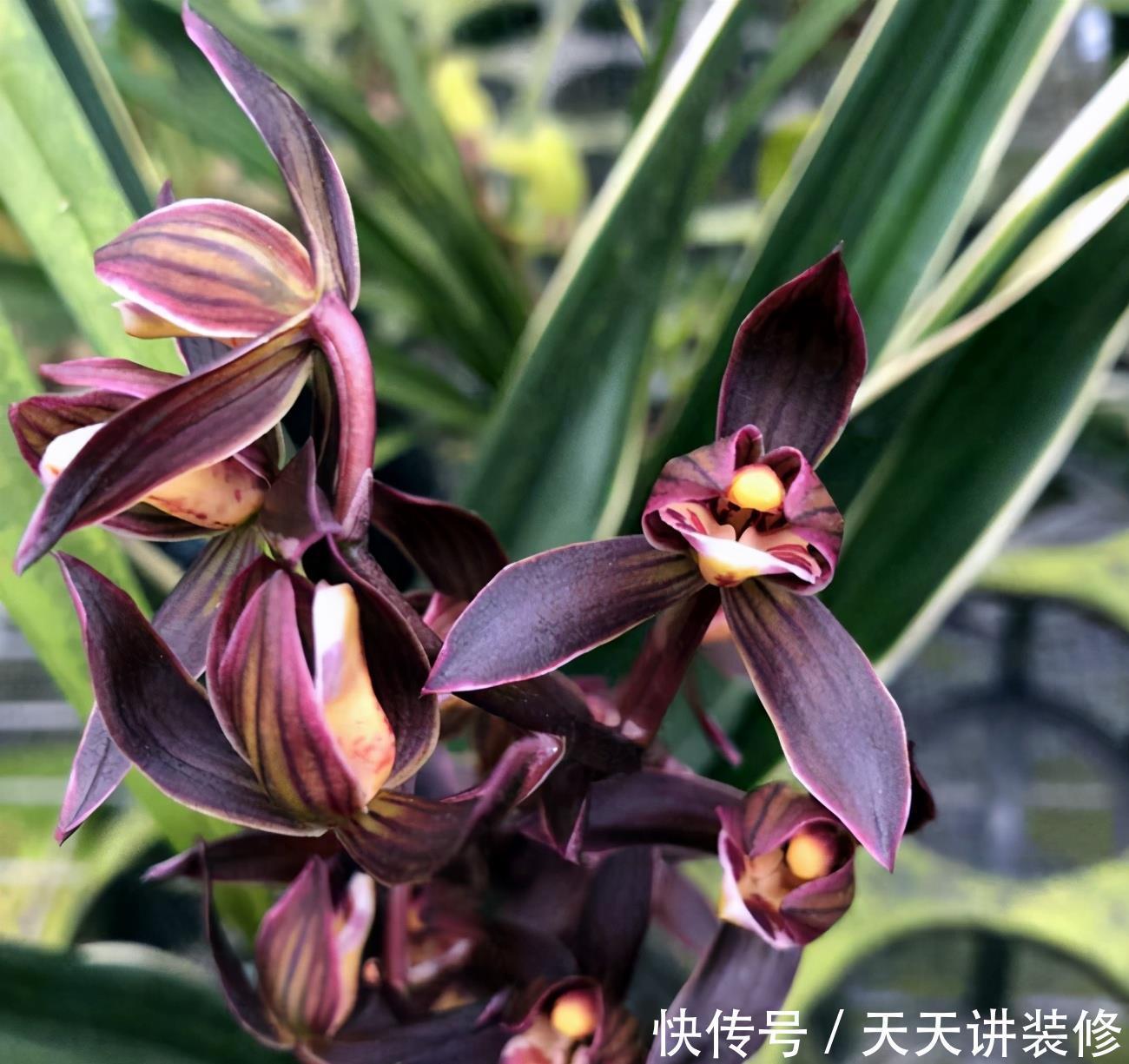 判断|何时才是浇花的最佳时机,可从三大方面,来加以判断