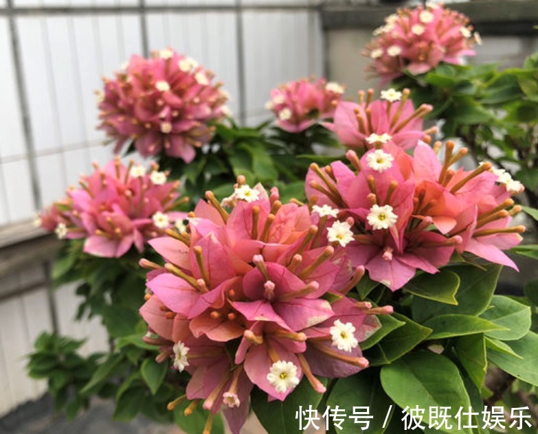 错肥|三角梅只长叶不开花,多数人是2点没做好,看看你符合哪一点