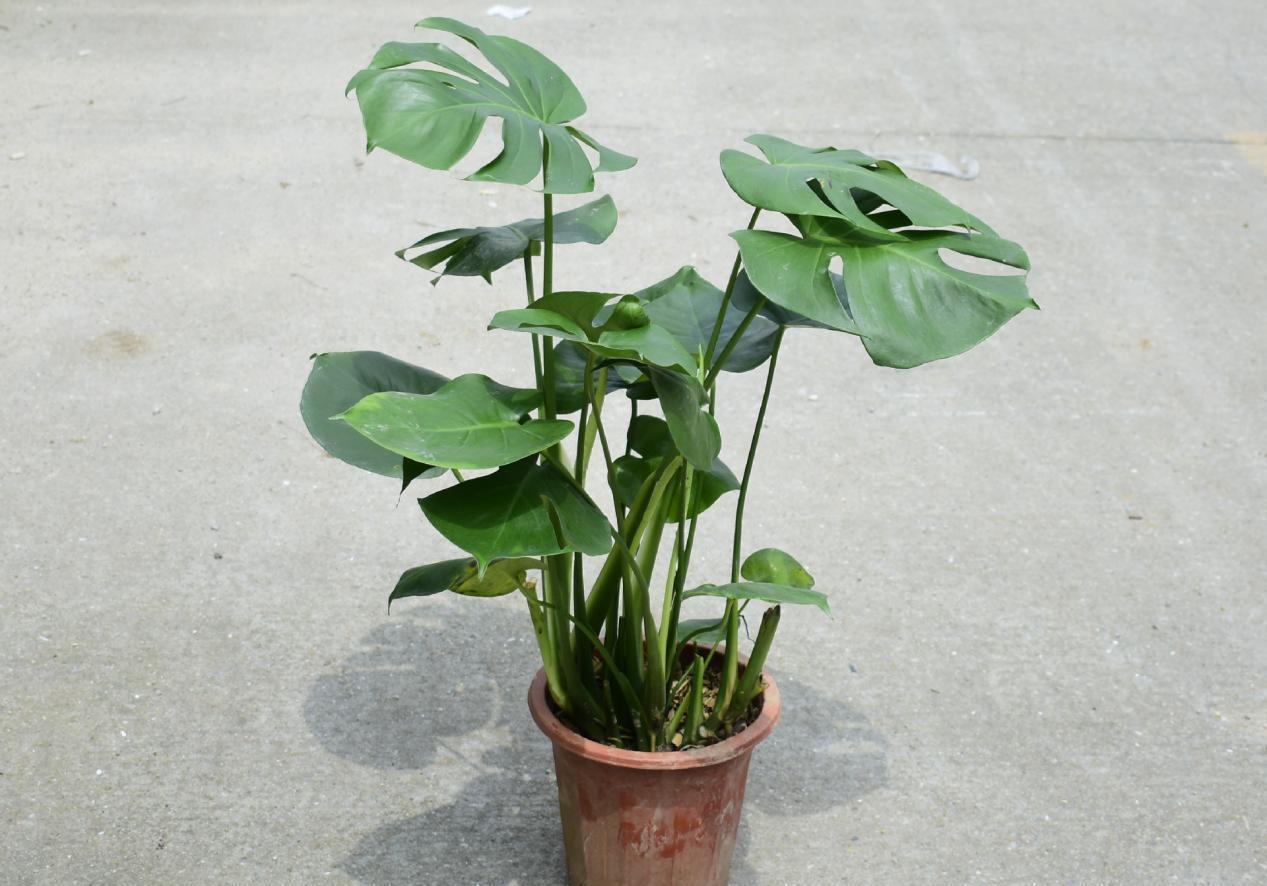 到了深秋,拿这3样“废物制肥”,养花效果显著,还不用花钱