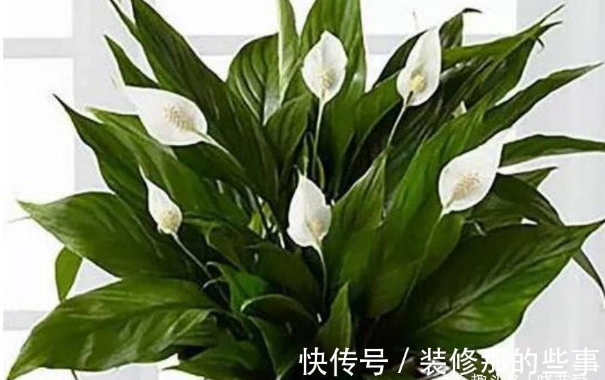 君子兰|适合客厅养的“4种花”,少晒太阳、少浇水,开花越旺“人也旺”