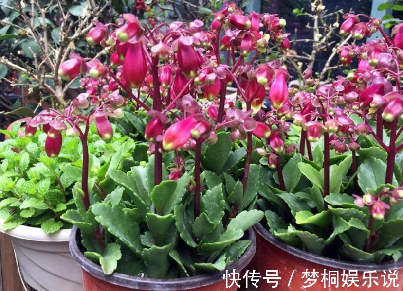 爆花|它是肉质“网红花”，寓意吉祥，掌握住技巧，植株轻松爆花