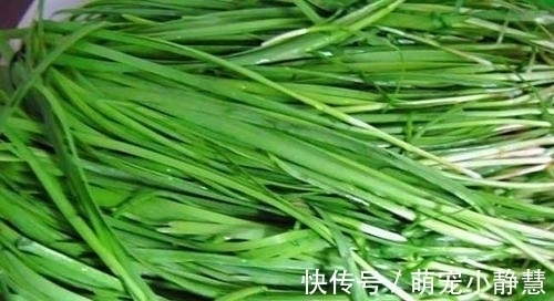 选购韭菜时,看到这4种扭头就走,摊主:眼真尖,是识货的主!