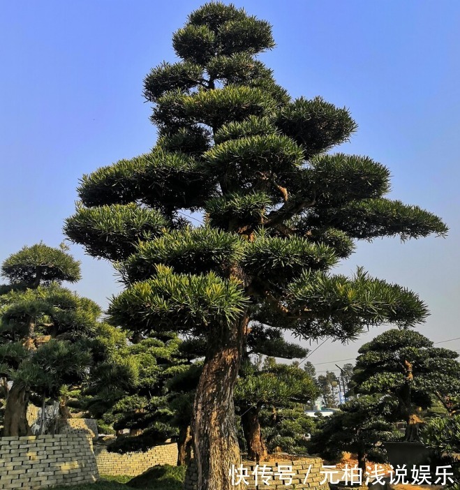 桂花|院子里有空地要种三种树，没空地挤挤也要种，寓意深远