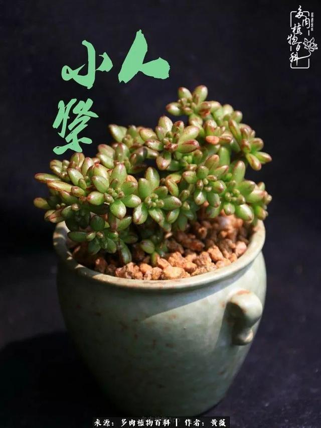 养了三年多肉，终于明白佛系养肉才是王道！