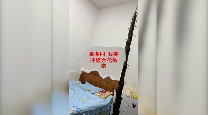 教师宿舍内一竹笋破土而出，长势甚是喜人！网友：真“笋”到家了