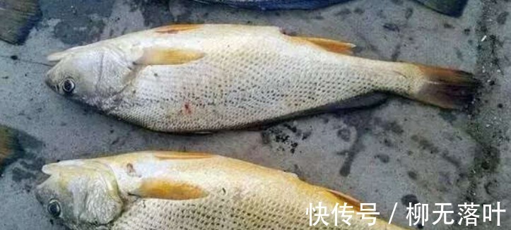 黄海|这7种海鱼,目前无法养殖,都是野生的,营养又好吃,价格还不贵!