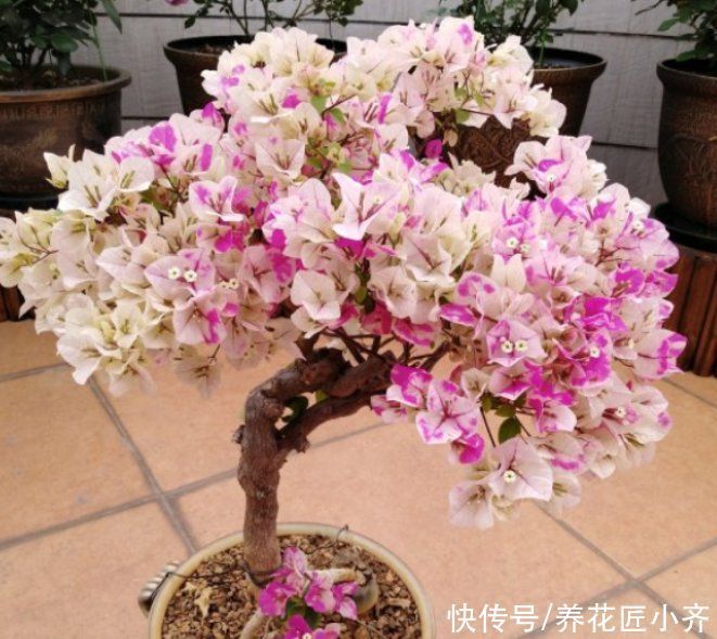 知识点|养花经常提到“要修剪”,修剪到底有啥用?这是个要懂的知识点