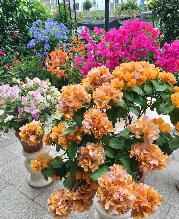 花朵出来|三角梅开花少,做好这四点,花苞呼呼冒根本看不见叶