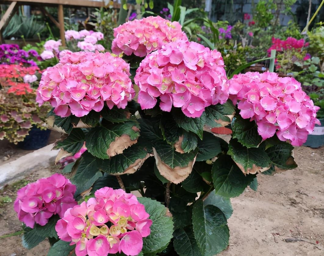 春天养花,浇水也是一门学问,如果浇水不当,这些植物会严重受损