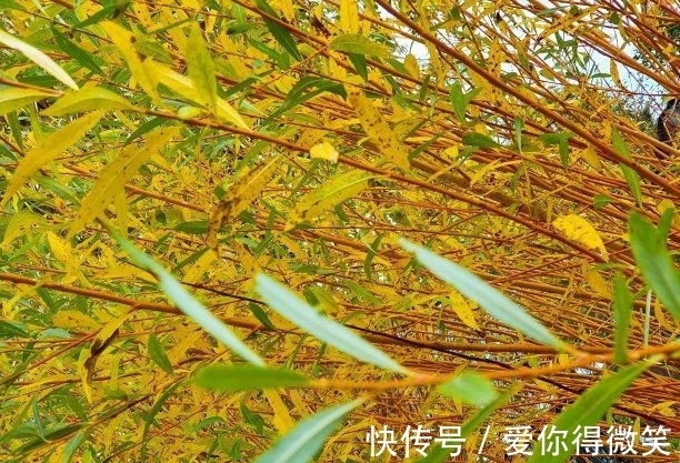 属兔|未来9天，桃花如雨，千般不舍，月老相助，爱火复燃，余生长相依