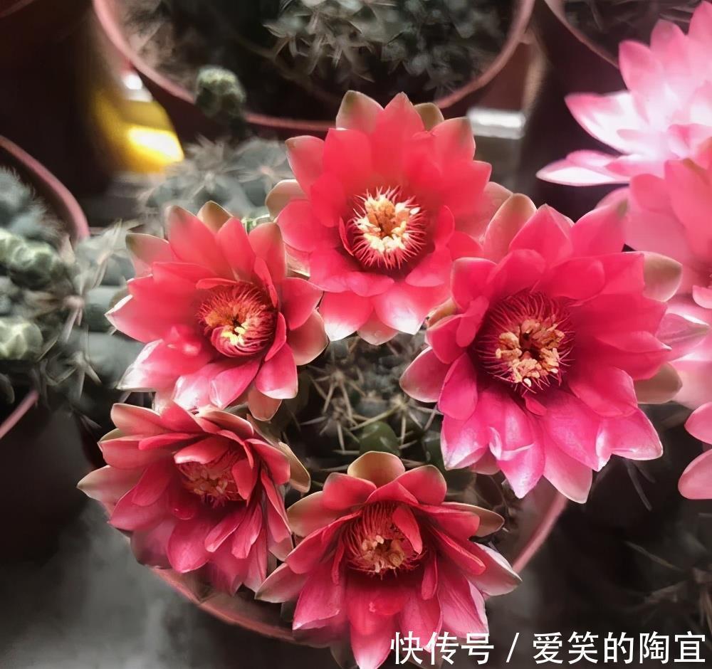 绯花玉|夏天养几盆“喜阳花”,花色艳丽开花多,皮实好养适合新手
