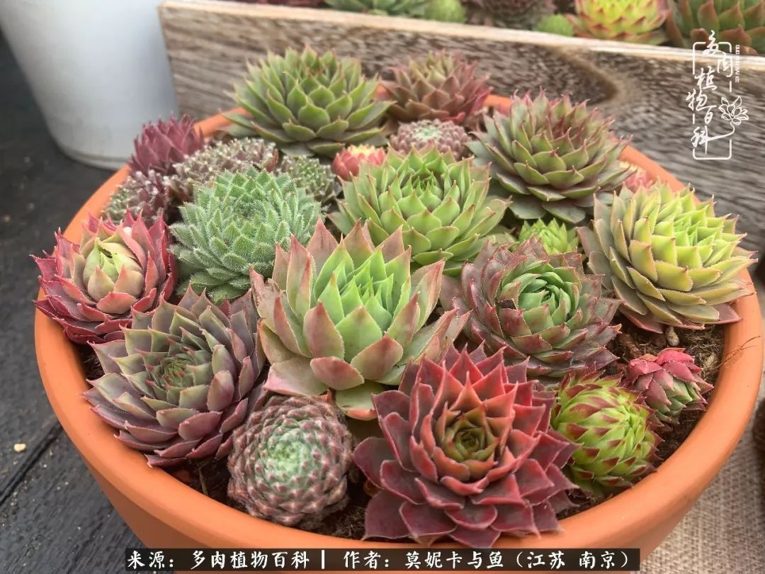 这多肉拼盘这么仙!如何制作达人手把手教你制作长生草拼盘!