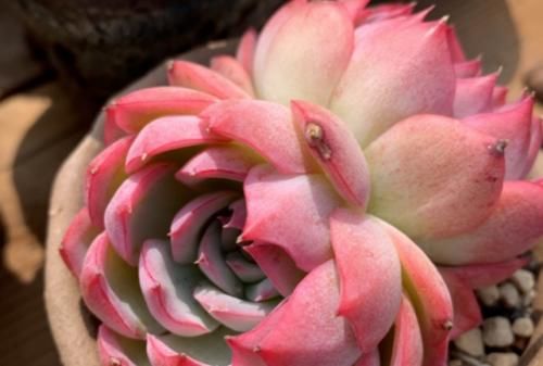 南方地区怎么养多肉植物？让养多肉7年以上的老玩家来给您说说