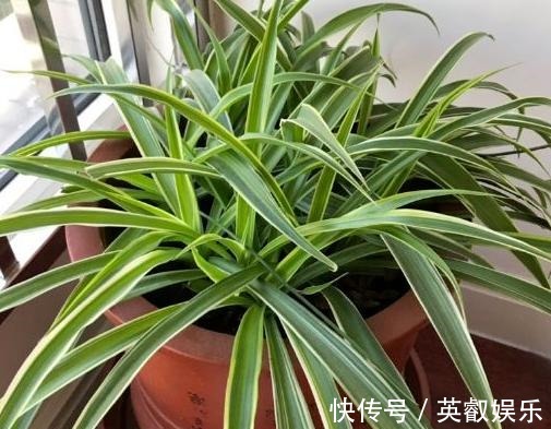 杀菌|养花如何提升植物的抵抗力，减少病虫害用这2款调味品！