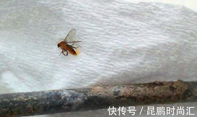 小苏打|卫生间潮湿,会有很多小飞虫,大家有什么妙招可以解决?