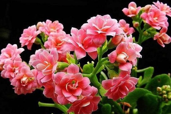 花语|此花寓意长命百岁,象征长寿安康、多子多孙,是传统的长寿之花!