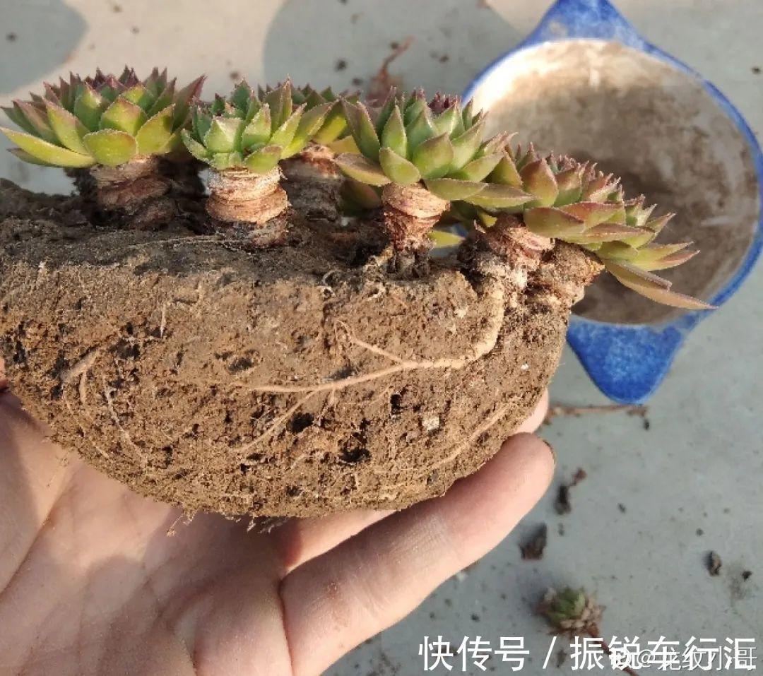 多肉长了“水桩”,不如砍了重来,实在太丑了