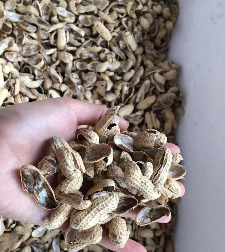 营养土|这才是养花“神器”,盆底铺一层,养啥花都不烂根