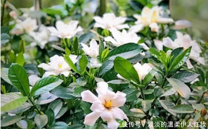 夏天最适合养4种花,花朵硕大、花香四溢飘满屋,美爆了