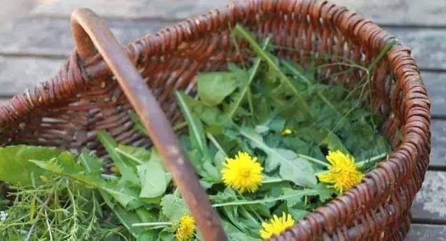 承气汤|蒲公英被称为“药草皇后”,泡水喝加一宝,消炎抗菌效果直翻倍