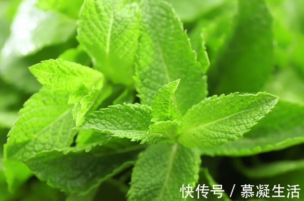 吃法|68种野菜图片,教你认识不同的野菜和吃法,你想要的野菜这里都有