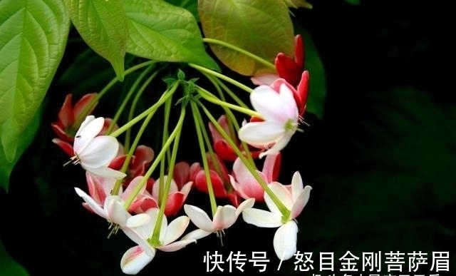 桃花|十天后，神明眷顾，喜迎桃花，旧情难舍，再次牵手，再次相拥入梦