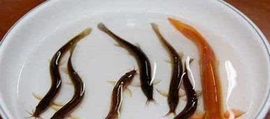 男人味|天然的“雄激素”找到了, 男人多吃点, 补肾养精, 越吃越有男人味