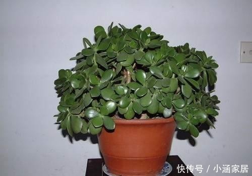 养出|养金枝玉叶必须会修剪,掌握具体修剪方法,养出高价值盆景