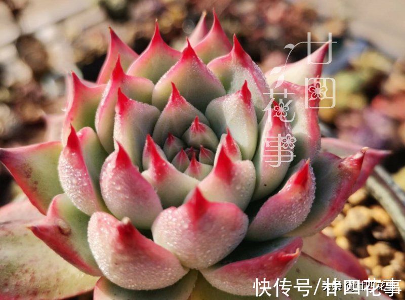 上色美成仙|7月8月徒长变青菜的多肉，9月做好四件事，10月上色美成仙