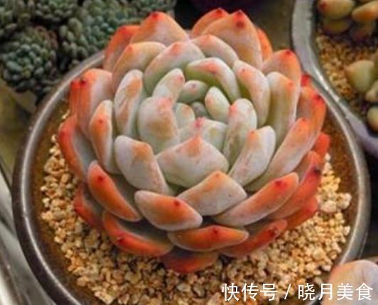 美女|6款美女多肉,颜值高好养护,总有一款深得你心