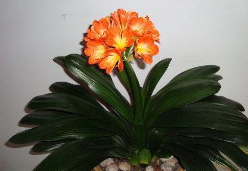 养护君子兰,学会“3个”浇水“小窍门”,满盆长满“大白根”