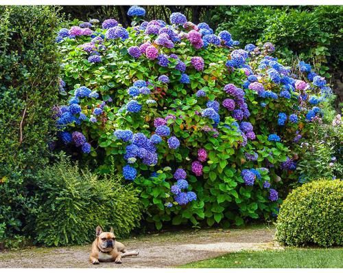 大水缸别浪费，养上大绣球，大水大肥别缺了，3年长成巨无霸