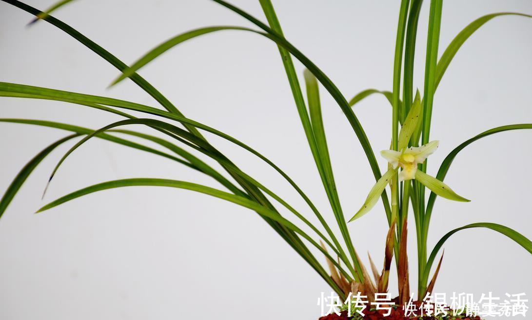 黄金时间段|兰花翻盆：两花不翻、两水不浇、两肥不施，你做对了吗