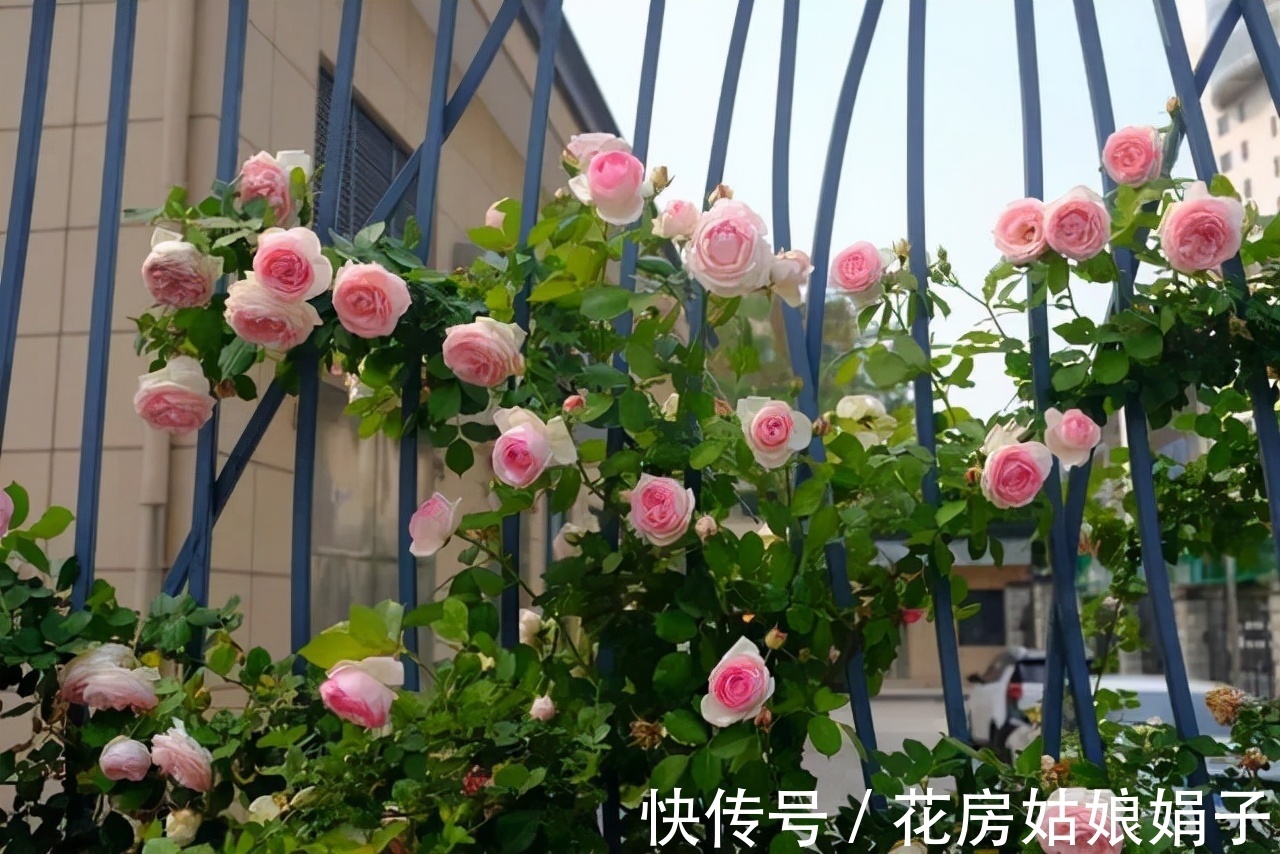 室内养殖月季花,需要达到这些条件,还要满足4个方面的要求