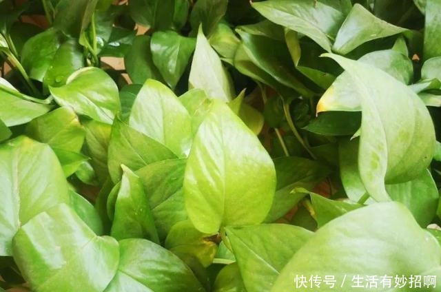 10种花,春天不能晒,躲屋里最安全!10种花,春天不能晒,躲屋里最安全!