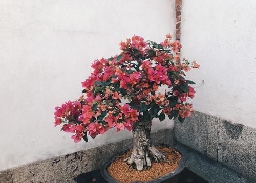 讨人喜爱的三角梅，越冬养护时需要多注意，环境温度不可小视