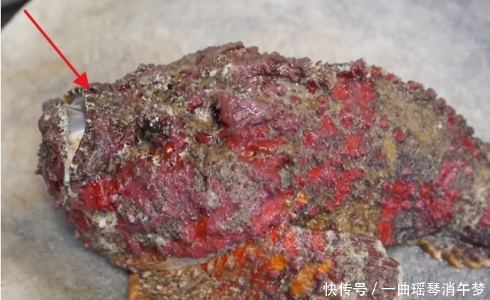 发现|奇闻:女子潜水发现“奇石”,捞上岸后才看清,网友:从未见过