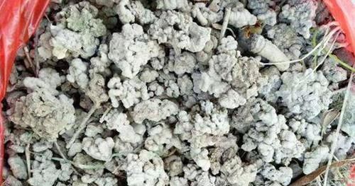 嫌弃鸡鸭粪便臭?不如就用它来养花,无异味,肥效温和又持久