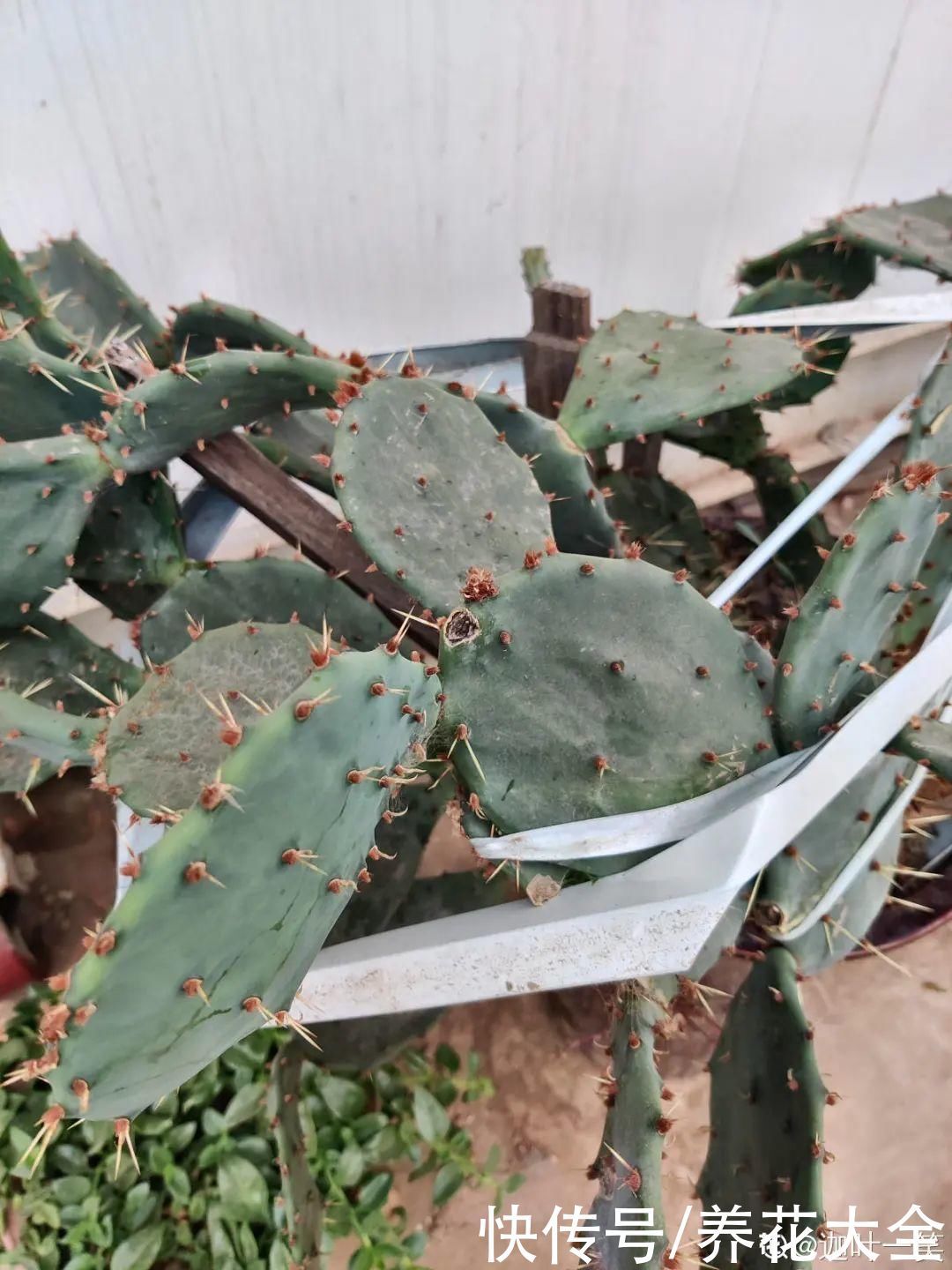 浇花|门前不栽竹,门后不留树,老祖宗传下来的养花谚语,特别准