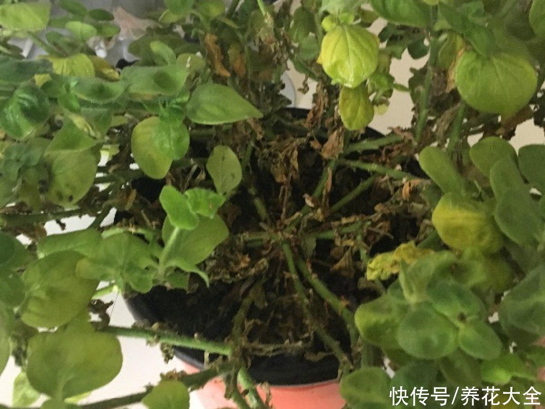 天竺葵|7种花养老桩不好，多扦插、养嫩苗，才能年年开花