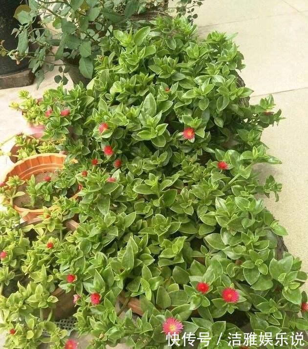 牡丹吊兰|家中养一盆这种“吊兰”,一个修剪技巧,长爆盆,朵朵红花开不停
