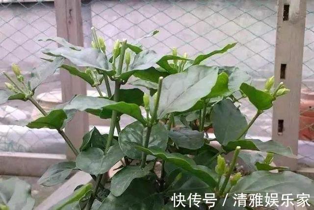 淘米|茉莉花最爱3种“肥料”,家中就有,浇一点,花大芳香、开爆盆!
