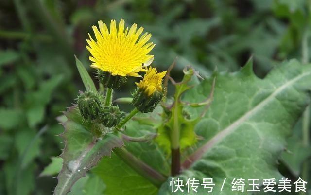 这草蛇见了就跑,人称“鬼都怕”,以前拿来喂猪,如今变富贵餐!