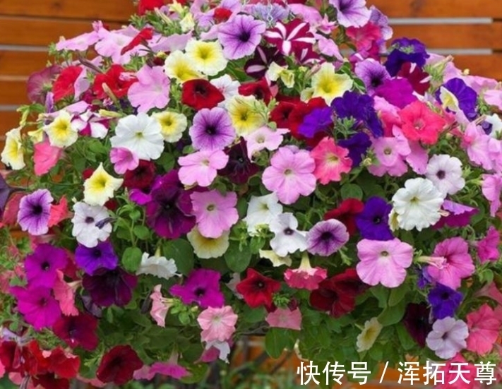 米兰花|4种花好养易活，旺财又养人，花朵迷人，阵阵花香