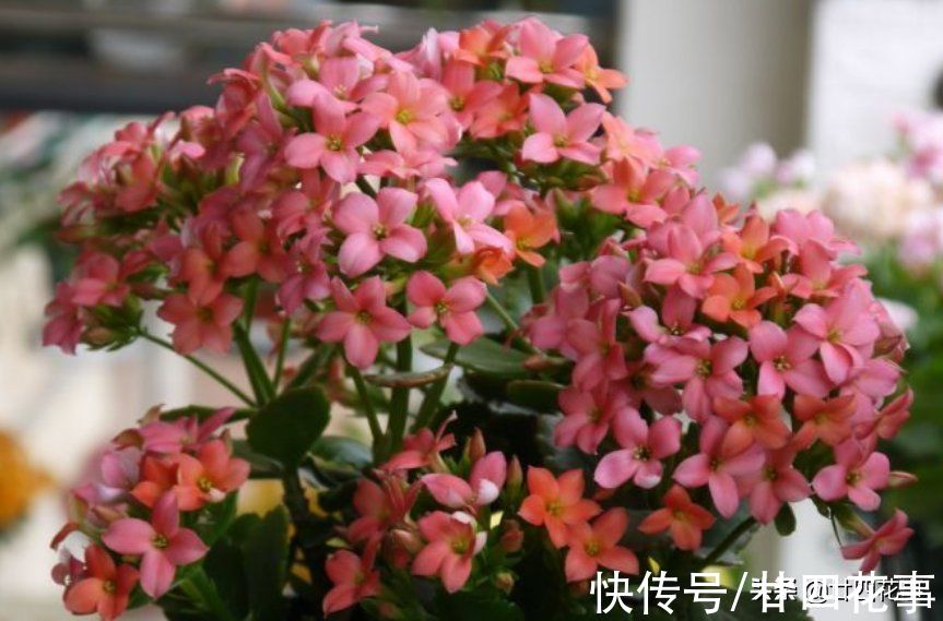 光照|9月后养长寿花，就别做这事了，不注意年底看不到花，白养大半年